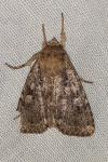 Amphipyra effusa