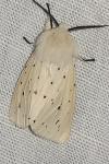 Spilosoma lubricipeda