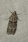 Dioryctria mendacella