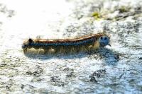 Malacosoma neustria