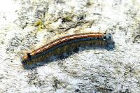 Malacosoma neustria