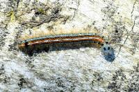 Malacosoma neustria