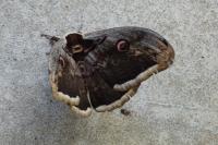 Saturnia pyri