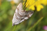Aplocera