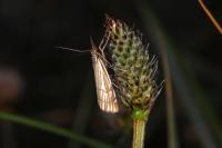 Chrysocramboides craterellus