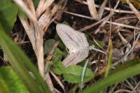 Scopula emutaria