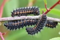 Saturnia pavonia