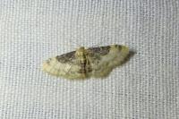 Idaea filicata