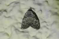 Meganola strigula