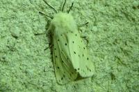 Spilosoma lubricipeda