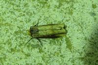 Axylia putris