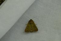 Mythimna albipuncta