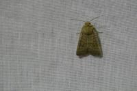 Hoplodrina