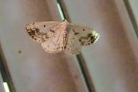 Lomographa temerata