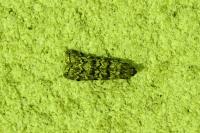 Dioryctria