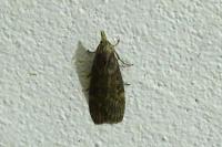 Aphomia sociella