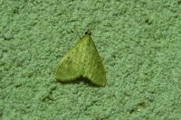 Sitochroa verticalis