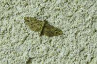 Eupithecia vulgata