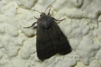 Caradrina flavirena/noctivaga