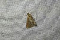 Ancylosis cinnamomella