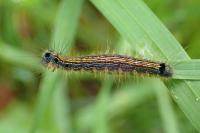 Malacosoma neustria