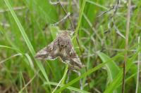 Autographa gamma