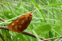 Arctia testudinaria