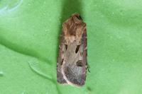 Agrotis exclamationis exclamationis
