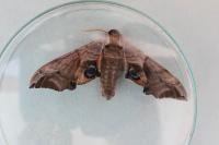 Smerinthus ocellatus ocellatus