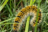 Lasiocampa trifolii trifolii