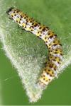 Cucullia verbasci