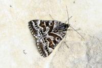 Euclidia mi