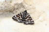 Euclidia mi