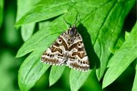 Euclidia mi