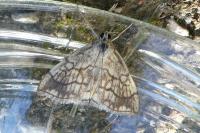 Evergestis pallidata