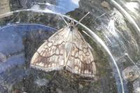 Evergestis pallidata