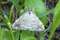 Evergestis pallidata