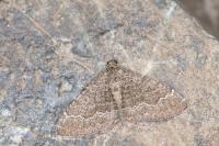 Cataclysme riguata