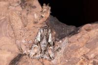 Chloantha hyperici