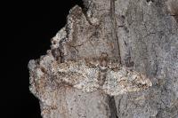 Cleora cinctaria
