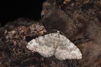 Coenotephria salicata