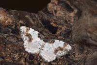 Ligdia adustata
