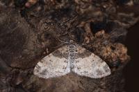 Lobophora halterata
