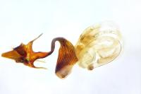 Mythimna sicula