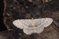 Scopula marginepunctata