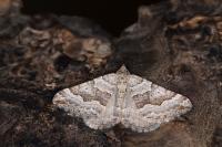 Scotopteryx vicinaria