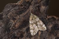 Chloroclysta miata miata