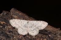 Scopula marginepunctata