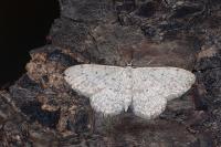 Scopula marginepunctata
