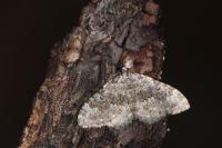 Coenotephria salicata